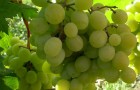 Сорт винограда: Фрумоаса албэ